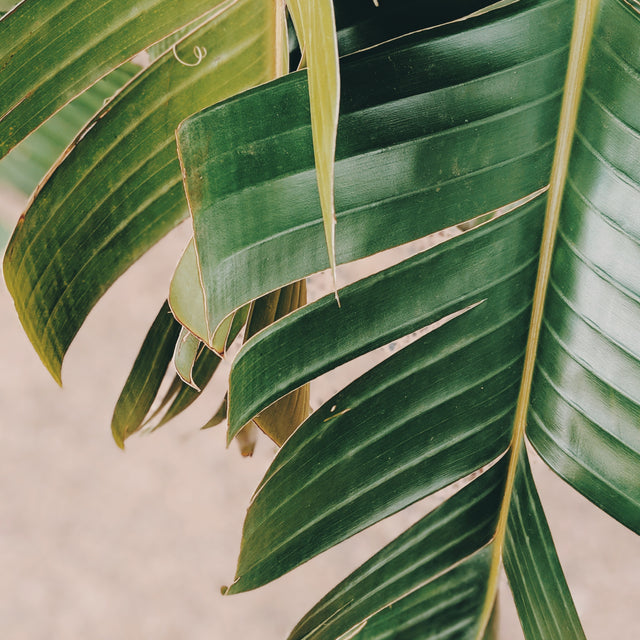 Making the Switch to Products with All-Natural, Organic Ingredients