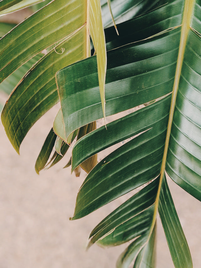 Making the Switch to Products with All-Natural, Organic Ingredients