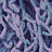 Dense cluster of purple and blue rod-shaped bacteria, named in the file as Lactobacillus rhamnosus.