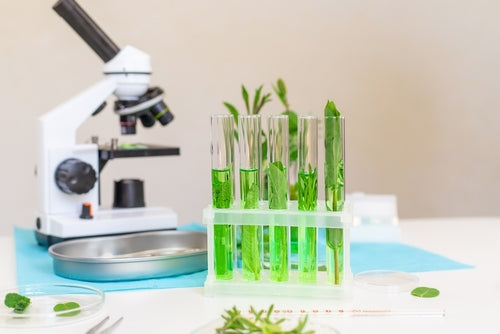 Rack of test tubes holding green plant sprigs in liquid, with a microscope and leaf samples on a lab bench.